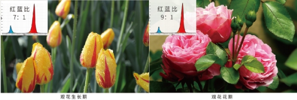 花期的紅藍光配（pèi）比