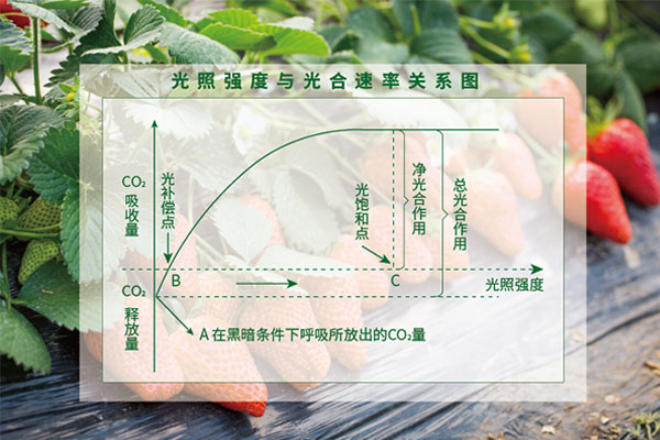 光照度與光合速率關（guān）係圖
