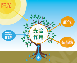 植物生長（zhǎng）燈