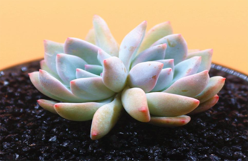 植物生長燈（dēng）
