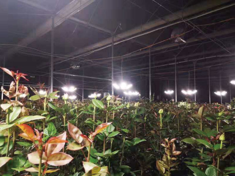 雲南昆明某玫瑰花（huā）基地